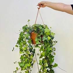 Хедера d24/h100