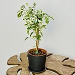 Фикус Бенджамина Старлайт d14/h50