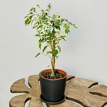 Фикус Бенджамина Старлайт d14/h50