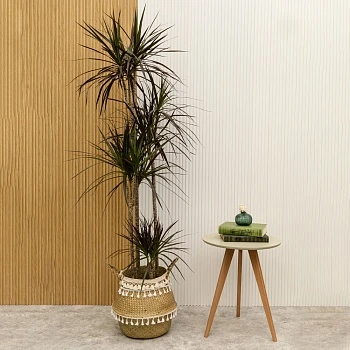 Драцена маргината Маджента d27/h190