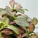 Фиттония микс 