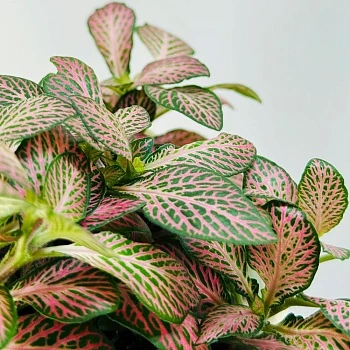 Фиттония микс 