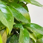 Хойя Карноза d15/h75