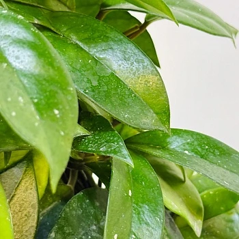 Хойя Карноза d15/h75