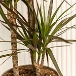 Драцена маргината Маджента d21/h100