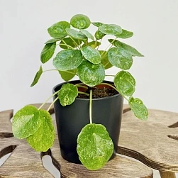 Пилея пеперомиевидная Шугар d13/h20