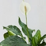 Спатифиллум Даймонд d14/h45 