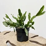 Рипсалис Агудоенсис d12/h30