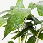 Кариота Митис d14/h65