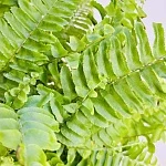 Нефролепис возвышенный Грин Момент d12/h35