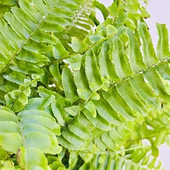 Нефролепис возвышенный Грин Момент d12/h35
