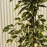 Фикус Бенджамина Старлайт d19/h100