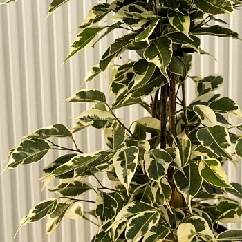 Фикус Бенджамина Старлайт d19/h100