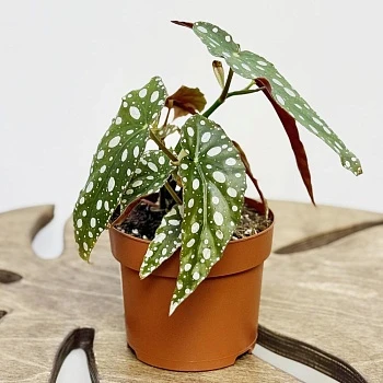 Бегония пятнистая Вайти d12/h20