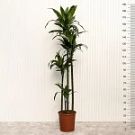 Драцена фрагранс Джанет Крейг d27/h190