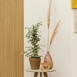 Фикус Бенджамина Старлайт d19/h100