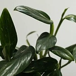 Филодендрон Кобра d17/h45