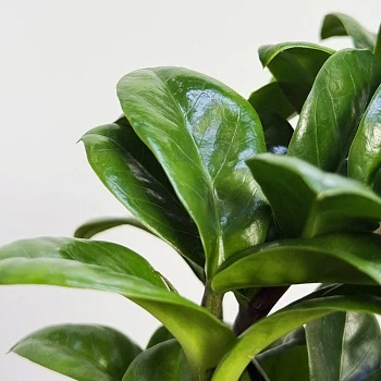 Замиокулькас Зензи d12/h30