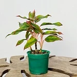 Аглаонема Крит d12/h30