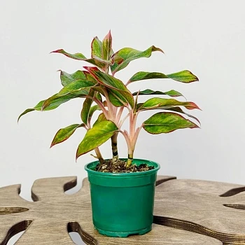 Аглаонема Крит d12/h30