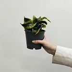 Сансевиерия Ханни Торнадо d11/h18