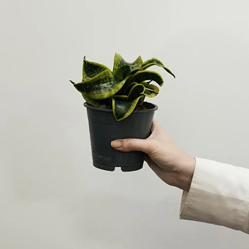 Сансевиерия Ханни Торнадо d11/h18