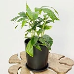 Кариота Митис d14/h65