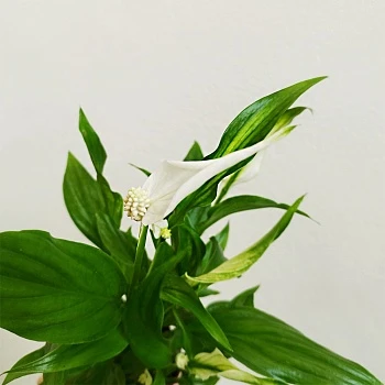 Спатифиллум d7/h17