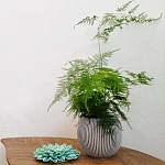 Аспарагус Плюмозус d12/h75