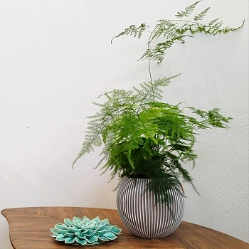 Аспарагус Плюмозус d12/h75