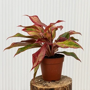 Аглаонема Сиам Ред d12/h25