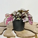 Бегония Мэджик Колорс  d12/h25 