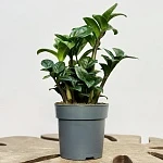 Замиокулькас Зензи d12/h30