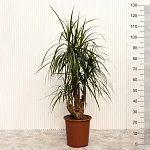 Драцена маргината d27/h130