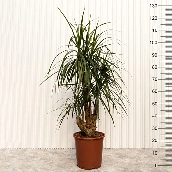 Драцена маргината d27/h130