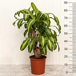 Драцена Массанжеана d24/h90