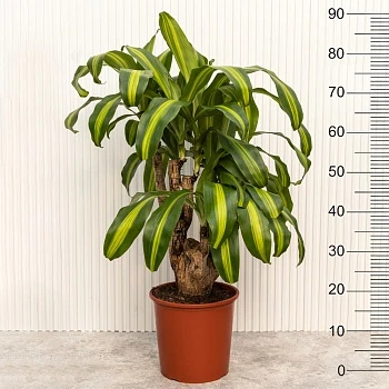 Драцена Массанжеана d24/h90