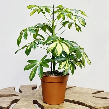 Шеффлера Герда d13/h45