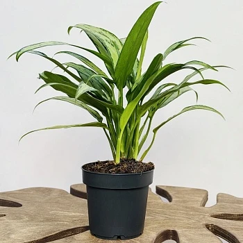 Аглаонема Кутласс d12/h35