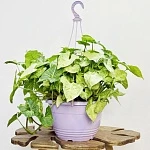 Сингониум Вайт Батерфляй ампельный d20/h40