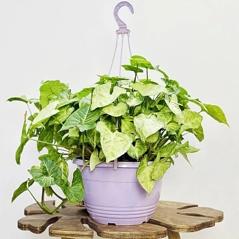 Сингониум Вайт Батерфляй ампельный d20/h40