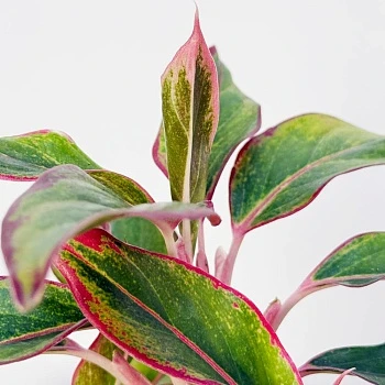 Аглаонема Крит d12/h30