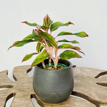 Аглаонема Крит d12/h30