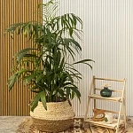 Хамедорея Зейфрица  d24/h130