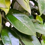 Хойя Карноза d15/h75