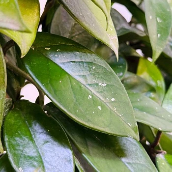 Хойя Карноза d15/h75