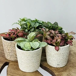 Фиттония микс 