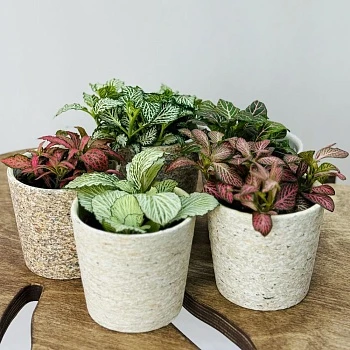 Фиттония микс 