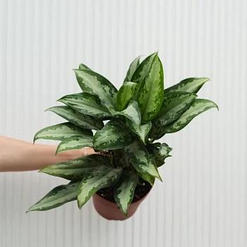 Аглаонема Даймонд Бей d15/h45