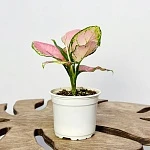 Аглаонема Ред Джой d12/h25